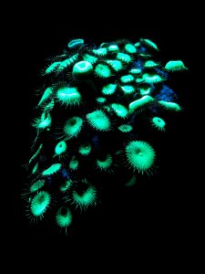 Fluorescent coral - MBA - DSC07094 photo