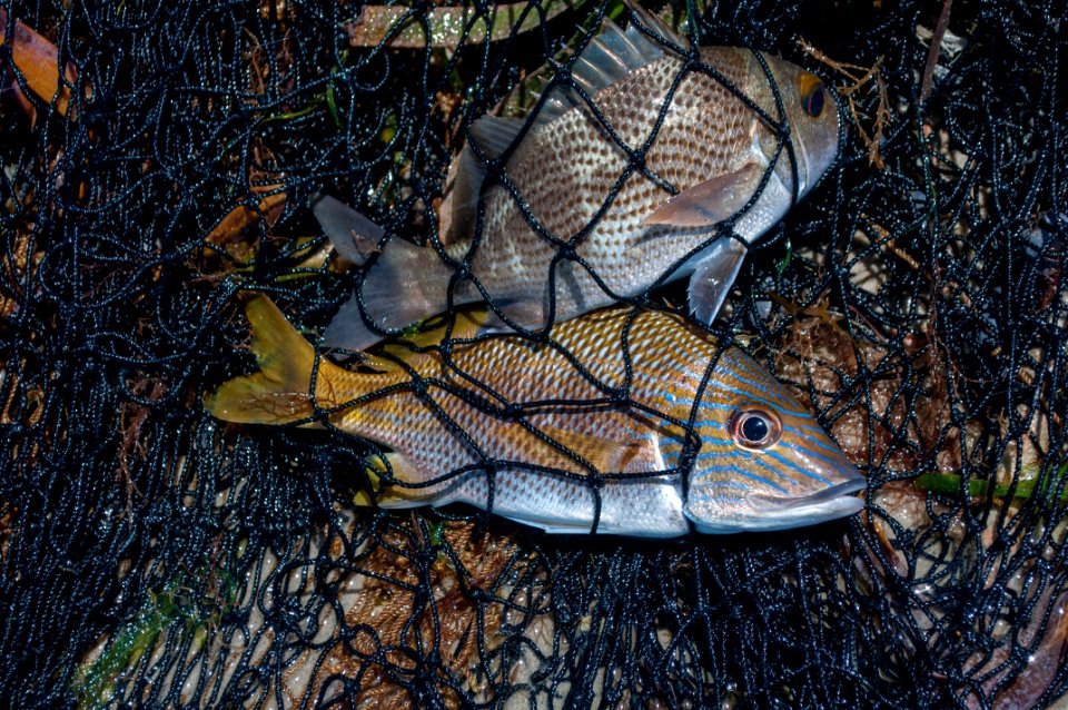 Fishing in El Manglillo Bay, Margarita Island 15