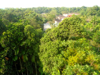 Flora of Hainan - 03