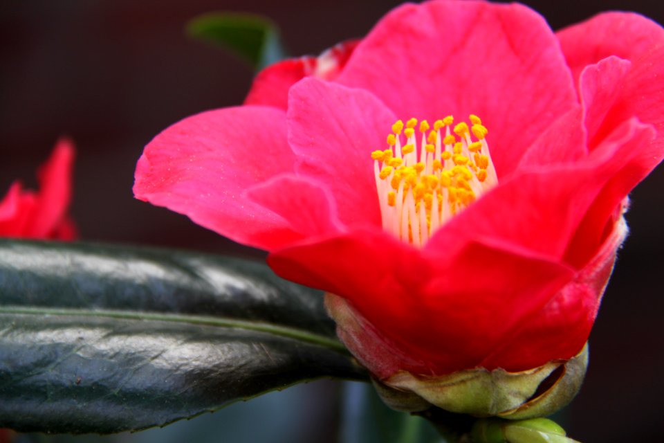 Flora Köln - 6327