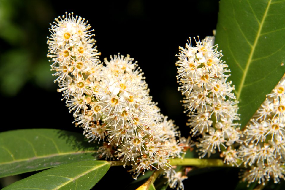 Flora Köln - 6288