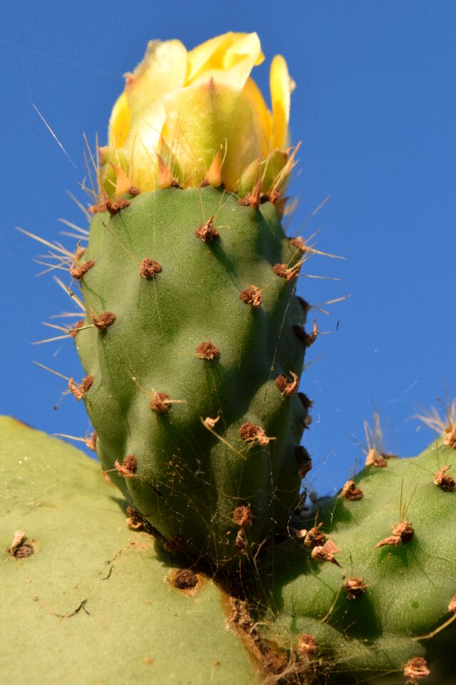 Prickly cactaceae mediterranean