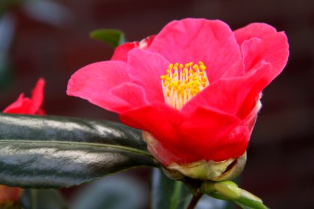 Flora Köln - 6330