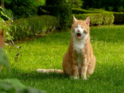 Red tomcat domestic cat yawns photo
