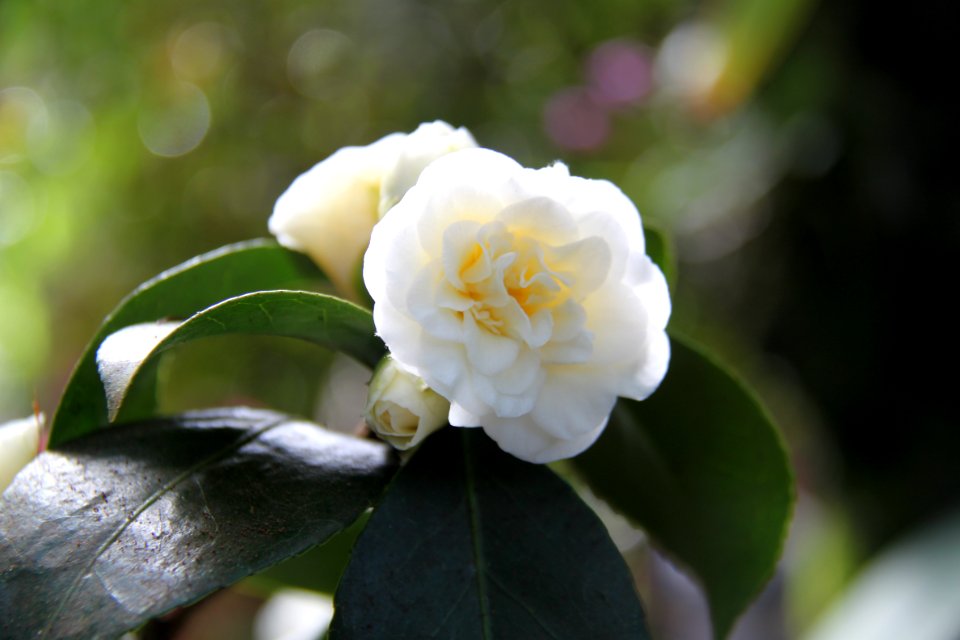 Flora Köln - 6337