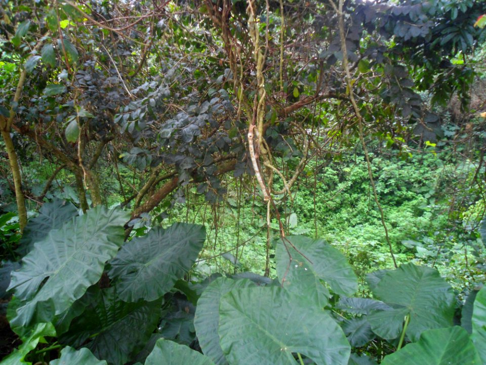 Flora of Hainan near Ding an - 03