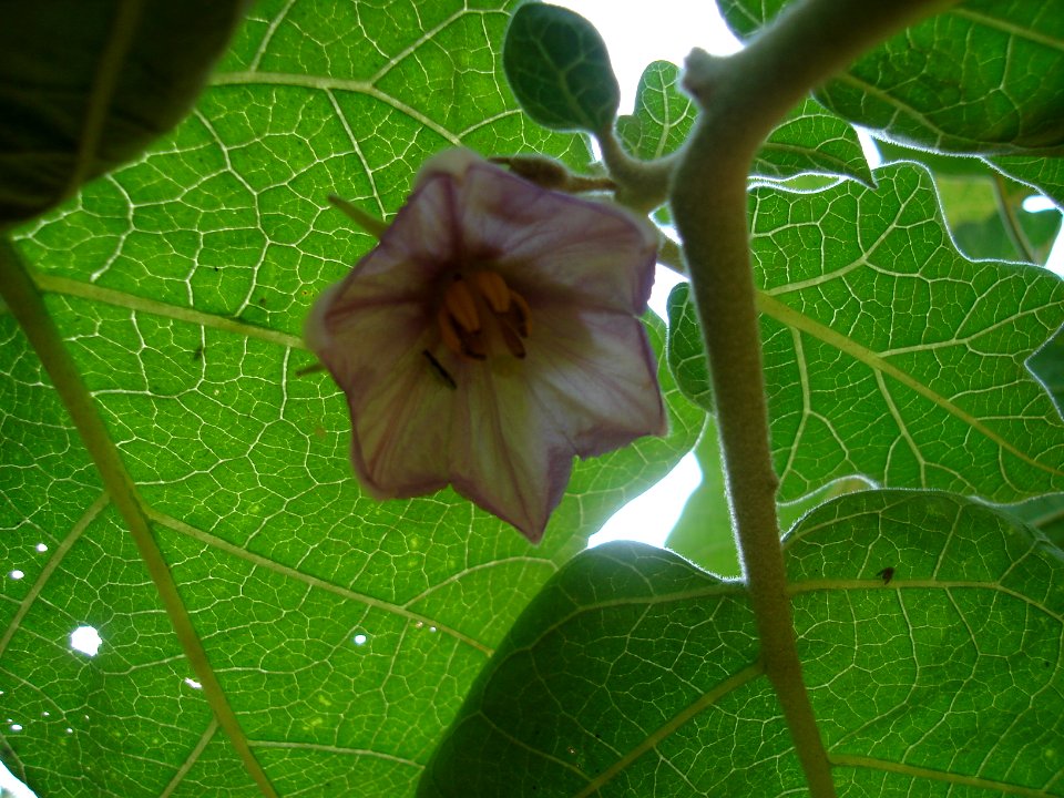 Flor de la Berengena