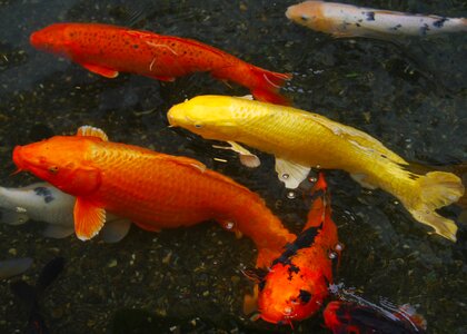 Fish breeding red