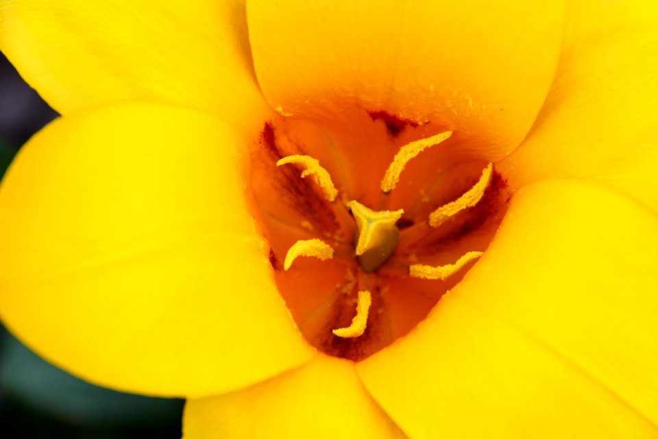 Flora Köln - 6301