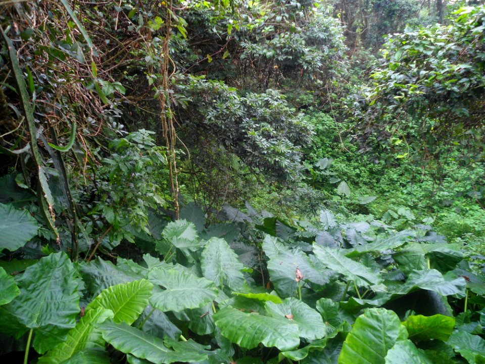 Flora of Hainan near Ding an - 01