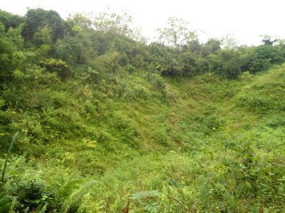 Flora of Hainan near Ding an - 04