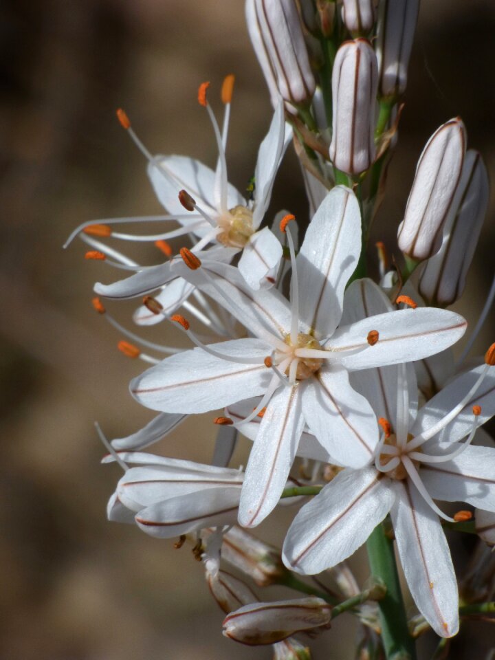 Florir stamens wild lily