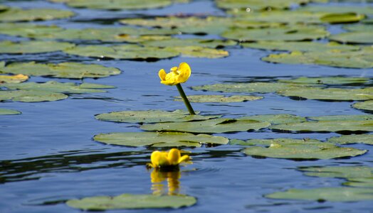 Flower nature water
