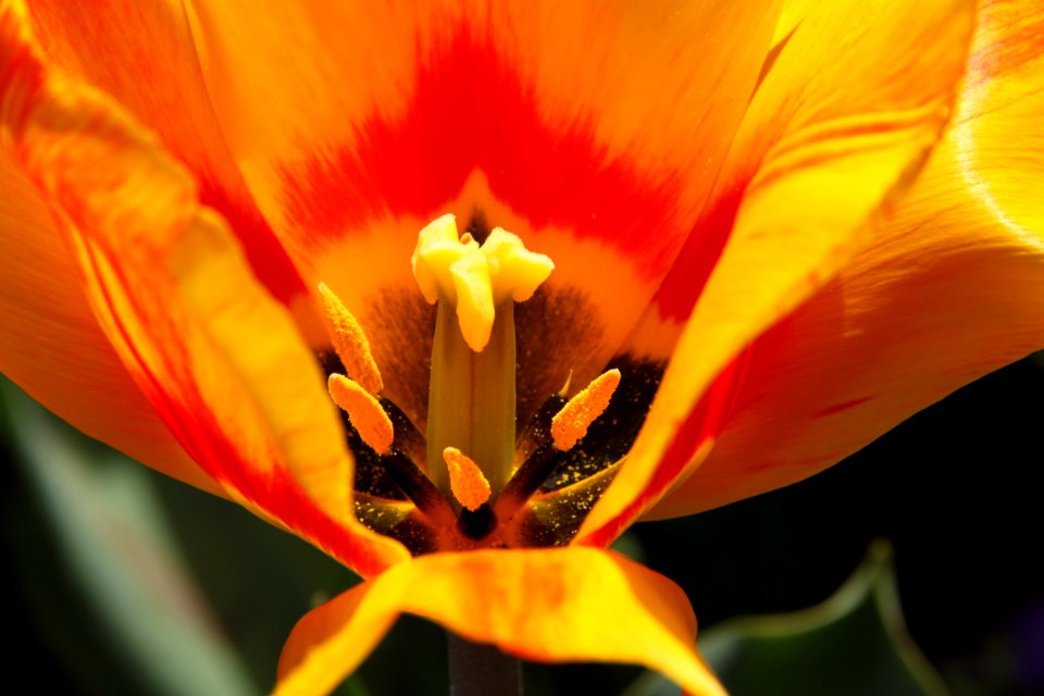Flora Köln - 6309
