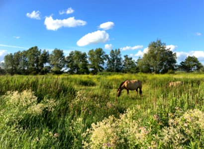 Floodplain of the Klompenwaard (Doornenburg) photo