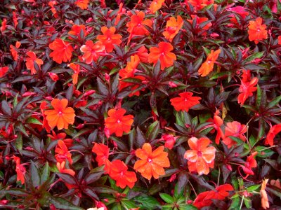 Flowers red in Dalat
