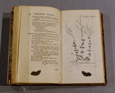 Flora Iaponica (Plants of Japan) by Carl Peter Thunberg, 1784 AD, gift of Alexander Siebold - Tokyo National Museum - Tokyo, Japan - DSC09099