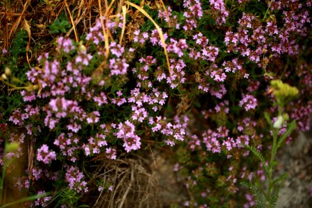 Flore de la Montagne ardéchoise