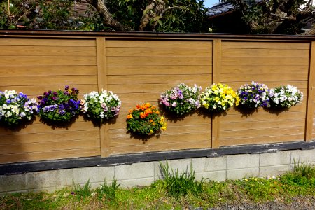 Flowers on wall - Kamakura, Kanagawa, Japan - DSC08298