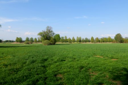 Flutgrabenaue Waltersdorf 2021-05-11 47
