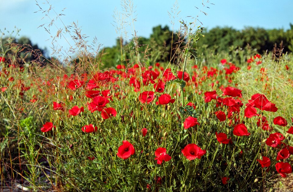 Bloom red klatschmohn