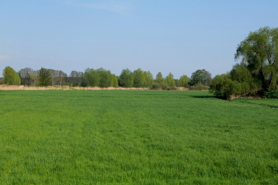 Flutgrabenaue Waltersdorf 2021-05-11 52