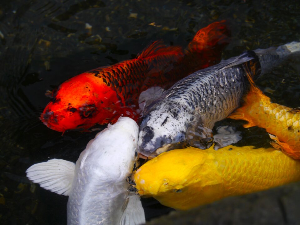 Fish breeding red photo