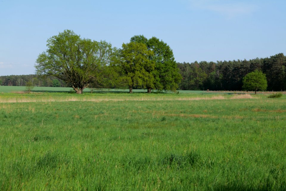 Flutgrabenaue Waltersdorf 2021-05-11 08