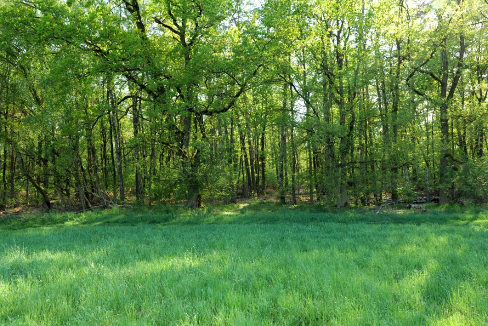 Flutgrabenaue Waltersdorf 2021-05-11 38