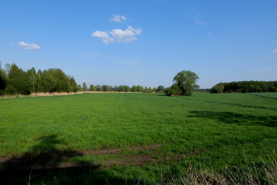 Flutgrabenaue Waltersdorf 2021-05-11 49