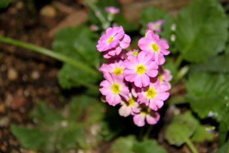 Flora Köln - 6334