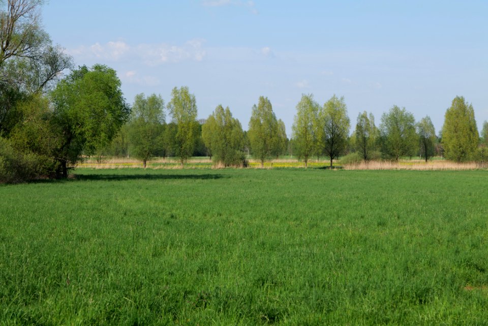 Flutgrabenaue Waltersdorf 2021-05-11 45