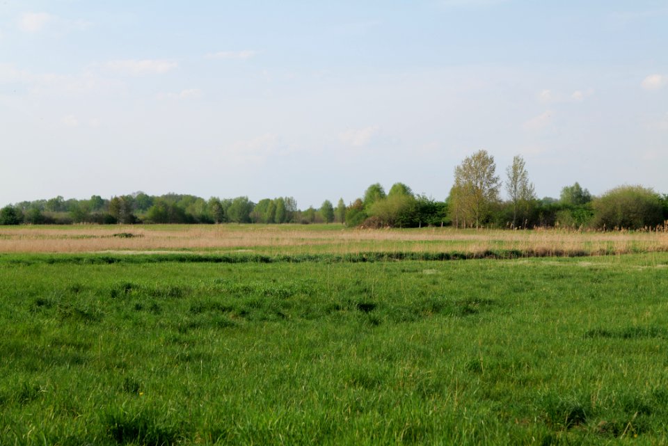 Flutgrabenaue Waltersdorf 2021-05-11 11