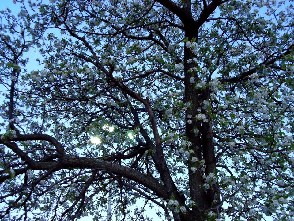 Flowering tree Rutgers University