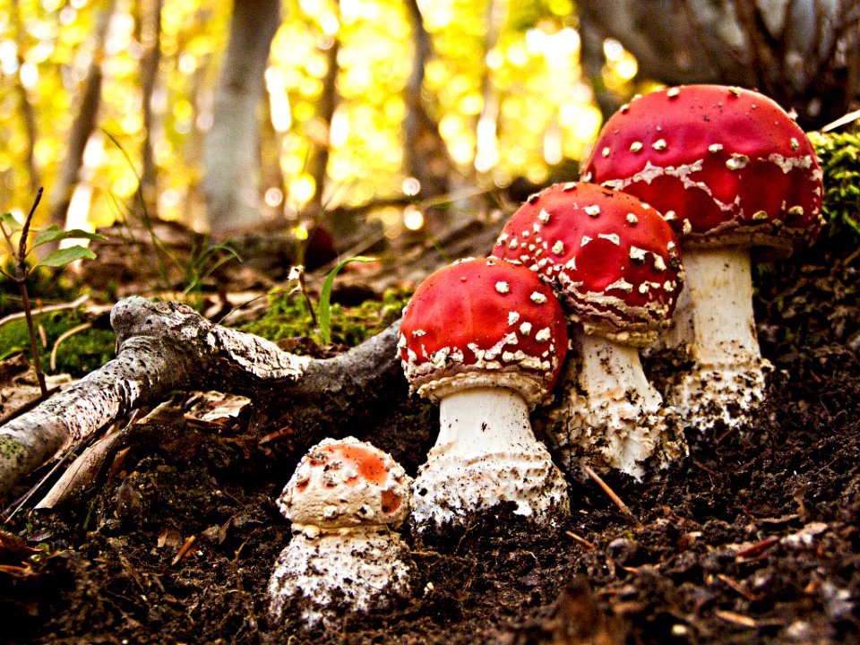 Fly Agaric Jpg (127798819)