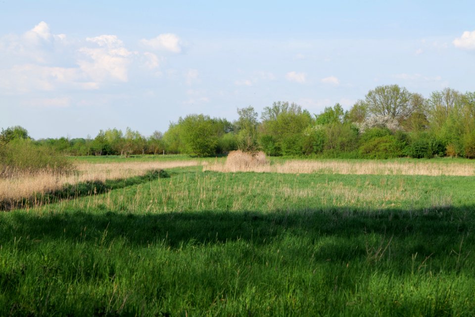 Flutgrabenaue Waltersdorf 2021-05-11 07