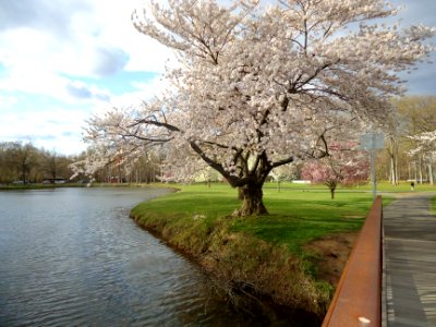 Flowering tree near bridge in Nomahegan Park NJ photo