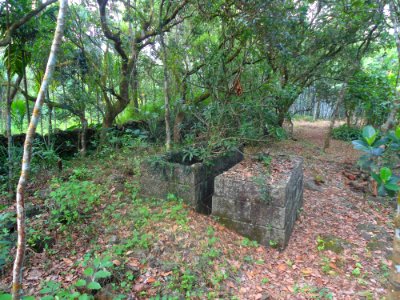 Flora of Hainan - 02