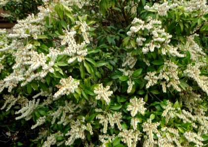 Flowering bush Summit NJ greens and whites