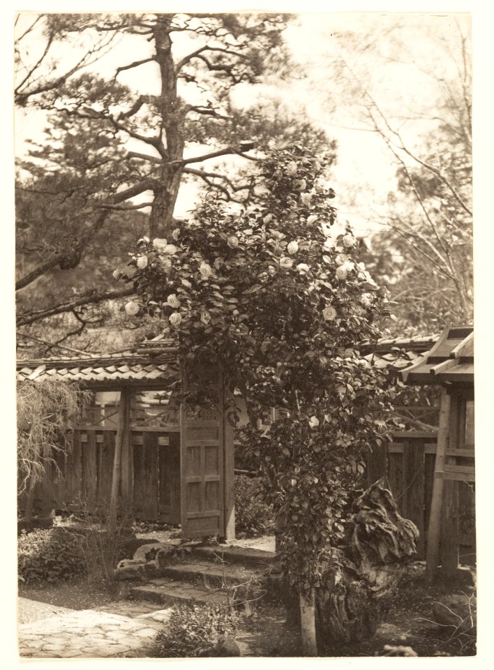 Flowering Bush in a Garden by Adolf de Meyer 1900-1910