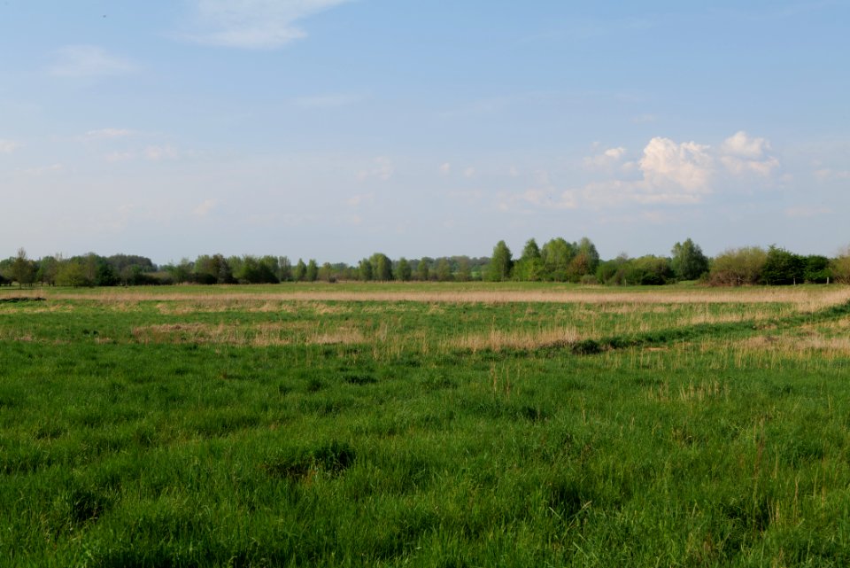 Flutgrabenaue Waltersdorf 2021-05-11 19