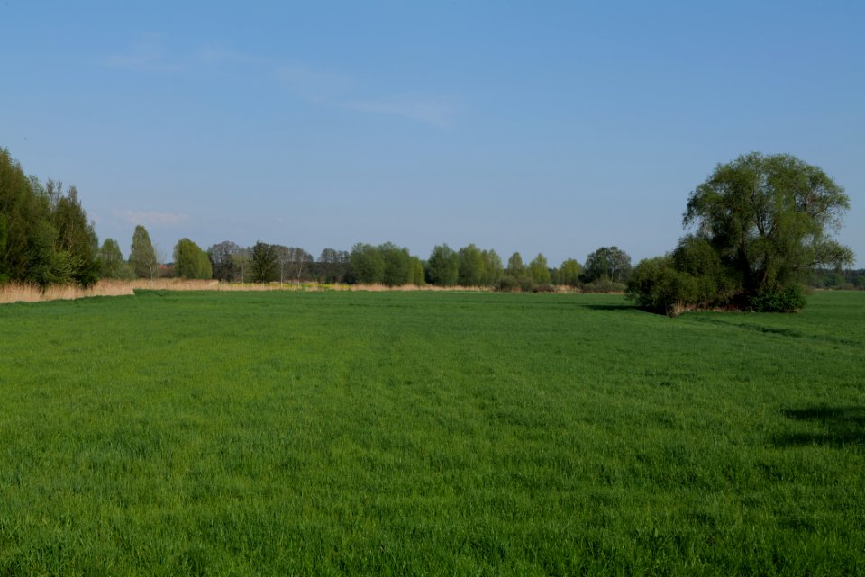 Flutgrabenaue Waltersdorf 2021-05-11 51
