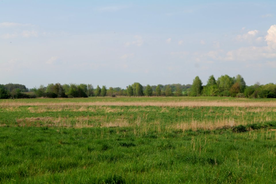 Flutgrabenaue Waltersdorf 2021-05-11 20