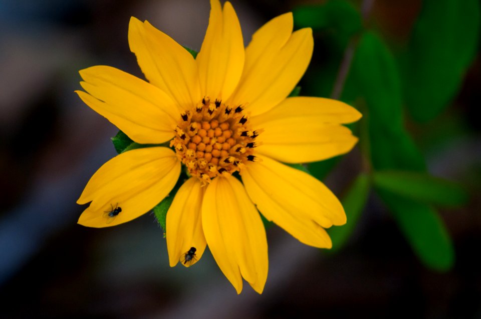 Flower Yellow unkonwn