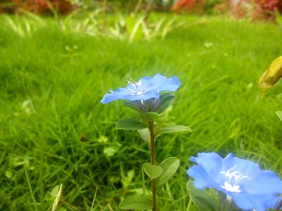 Flower2@TGPH&S,Thumkoor-1