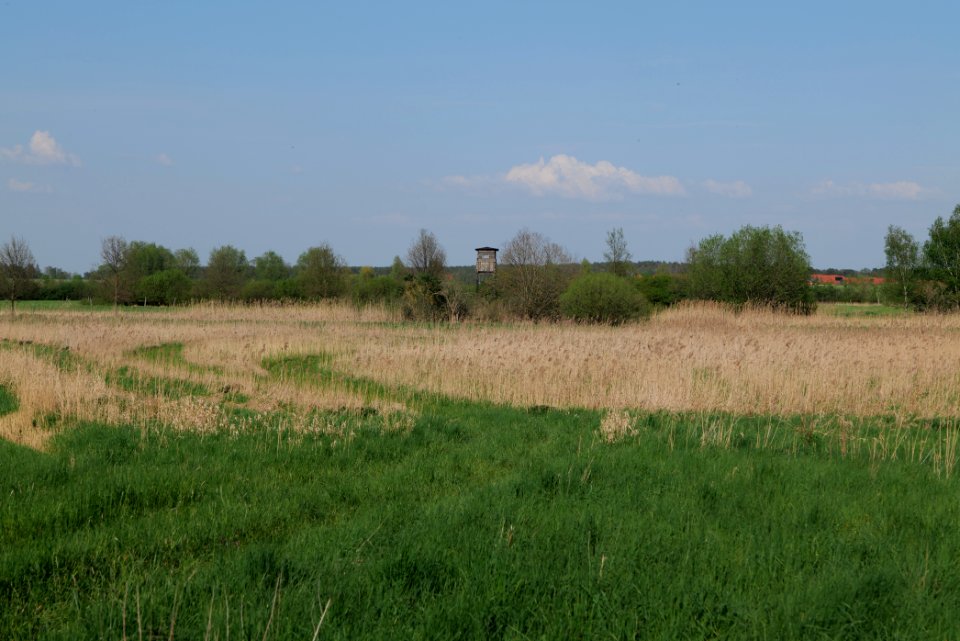 Flutgrabenaue Waltersdorf 2021-05-11 36