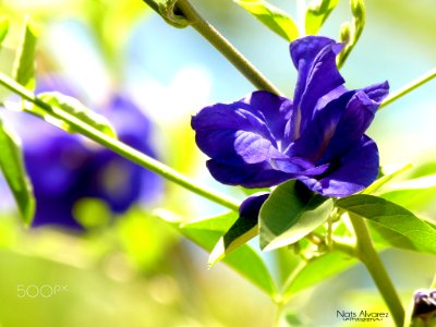 Flower Blue (167087409) photo