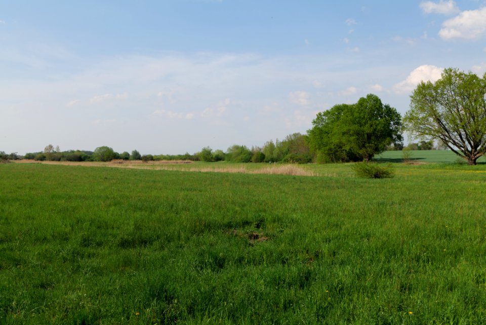 Flutgrabenaue Waltersdorf 2021-05-11 04