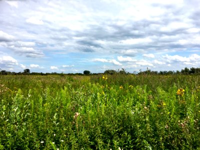 Floodplain with tall herbs photo