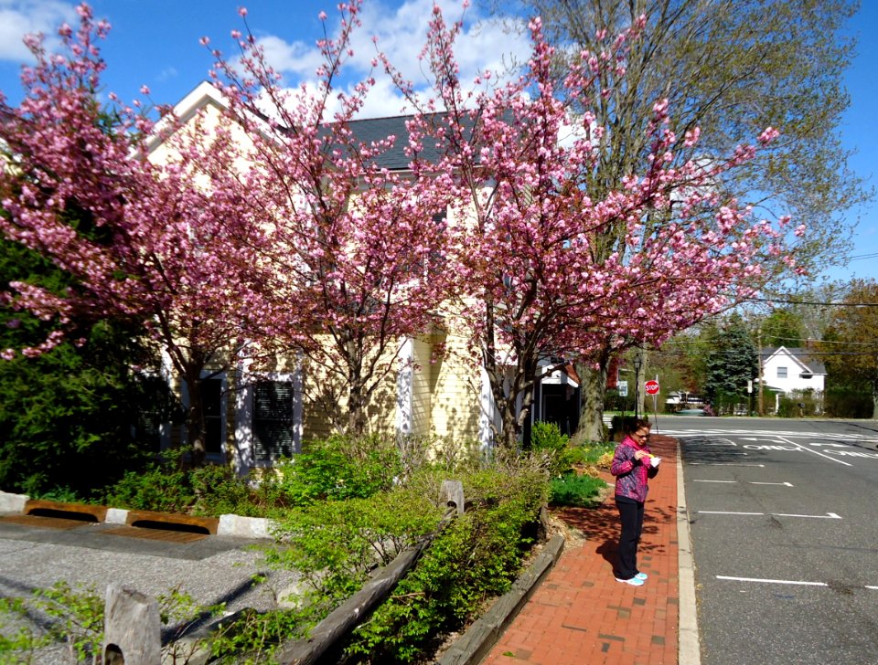 Flowering tree and sidewalk and street and woman in Basking Ridge New Jersey